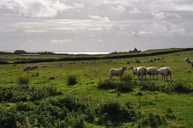 Nahe Cliff's of Moher